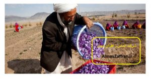 کشت زعفران در افغانستان