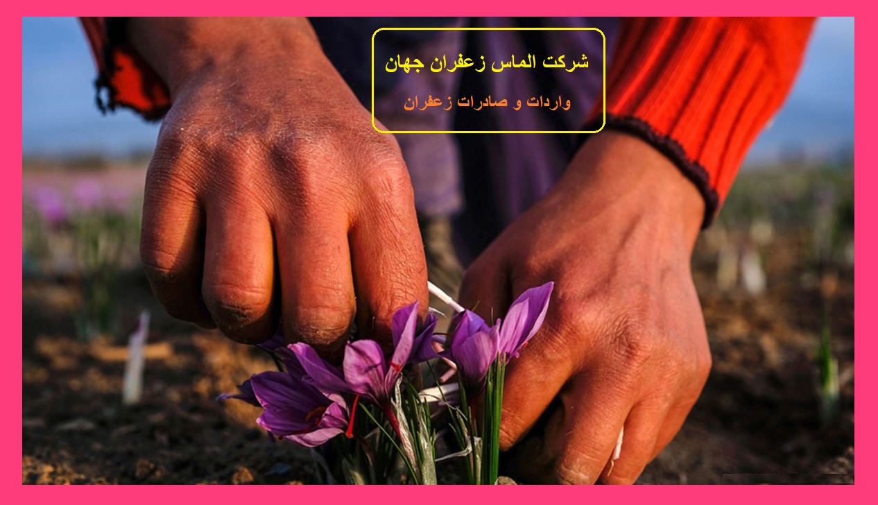 صادرات زعفران افغانستان