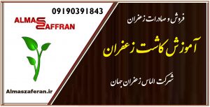 آموزش کاشت زعفران