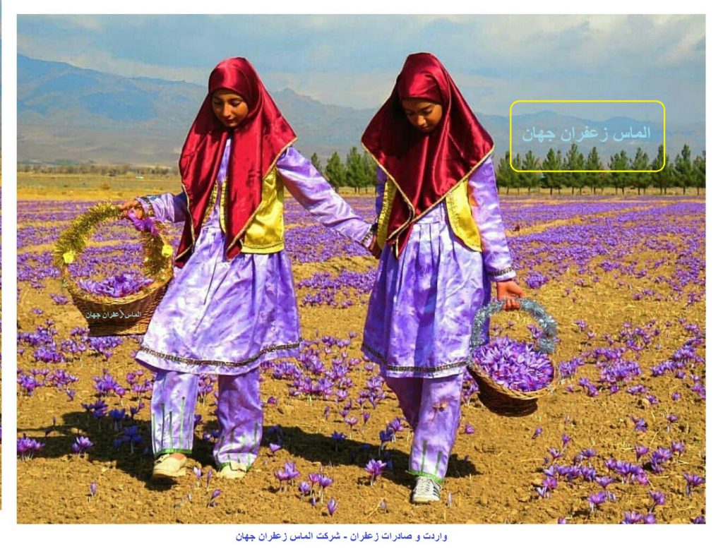 خرید زعفران عمده از کشاورز