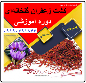 آموزش کشت زعفران