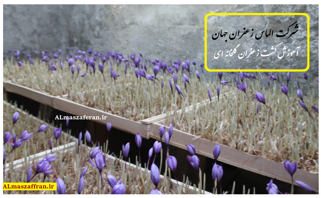 آموزش رایگان کشت زعفران گلخانه‌ای و قیمت زعفران