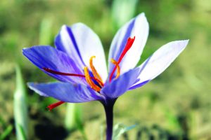 Saffron producer