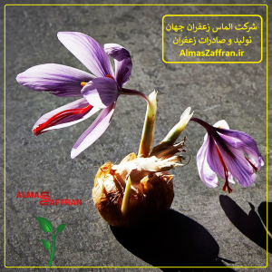 نگهداری پیاز زعفران در گلخانه