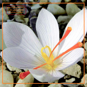روش نگهداری از پیاز زعفران گلخانه ای