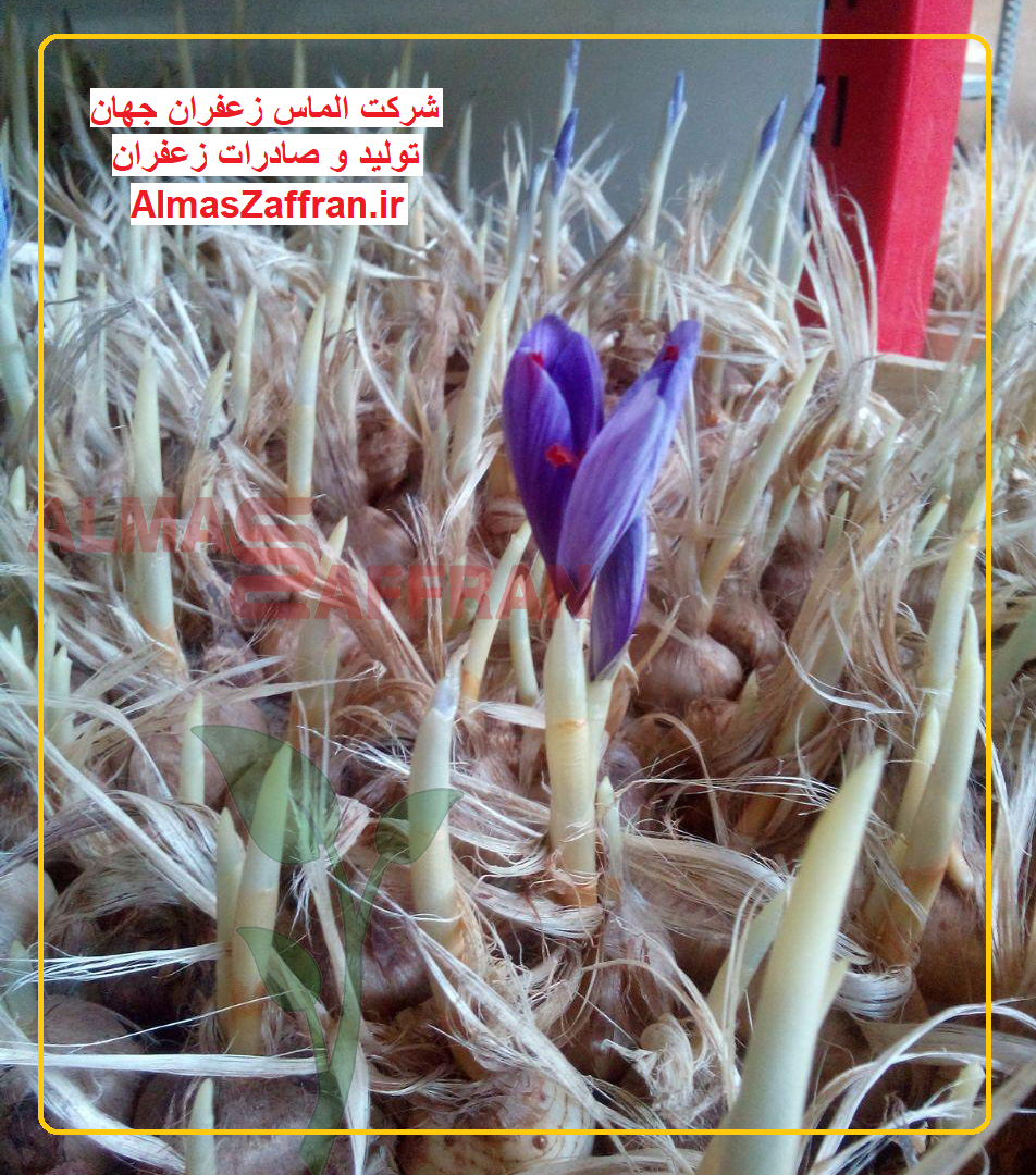 saffron-greenhouse-equipment