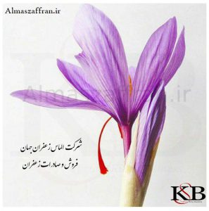 برداشت زعفران