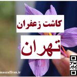 نحوه کاشت زعفران در تهران