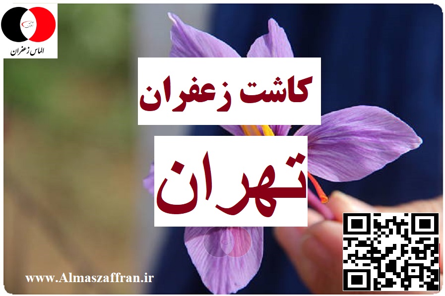 نحوه کاشت زعفران در تهران
