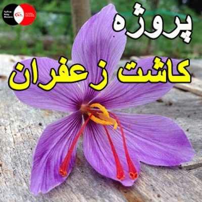 پروژه کاشت زعفران