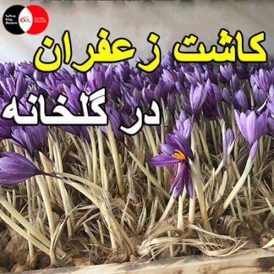 کاشت زعفران در گلخانه
