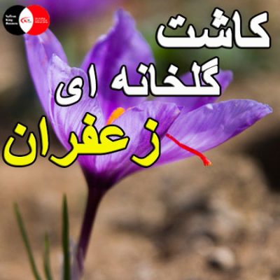 کاشت گلخانه ای زعفران