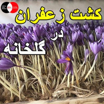 کشت زعفران در گلخانه