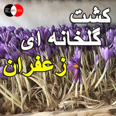 کشت گلخانه ای زعفران
