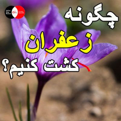 چگونه زعفران کشت کنیم؟