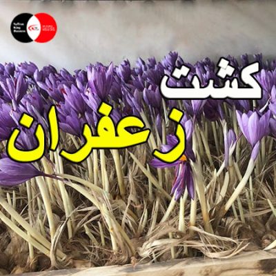 کشت زعفران