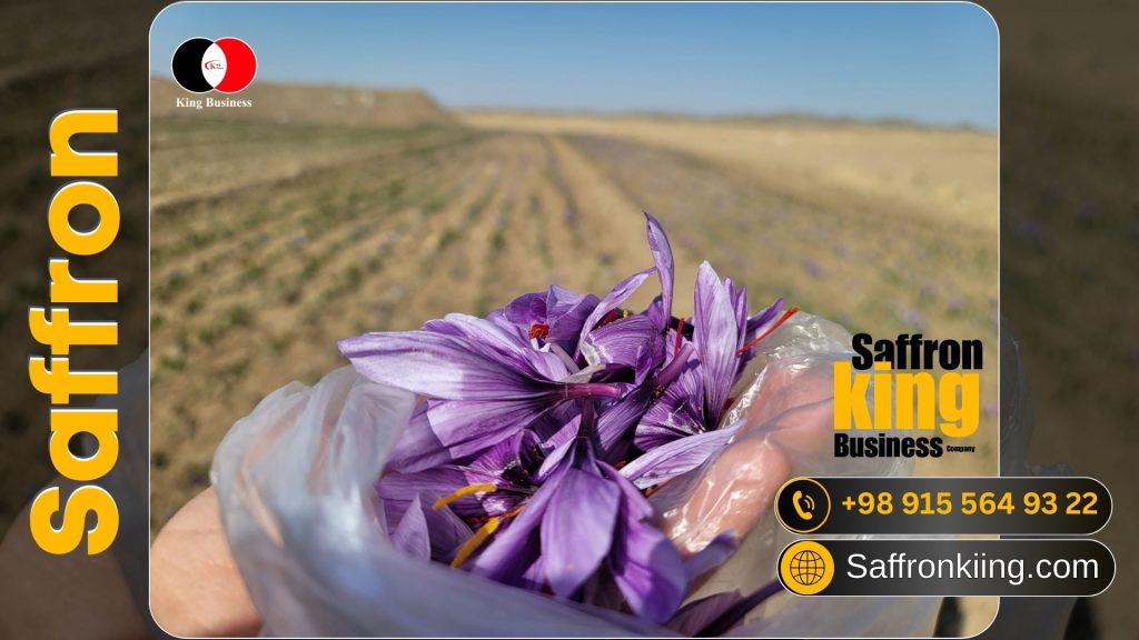 احتمال افزایش قیمت زعفران در تربت حیدریه