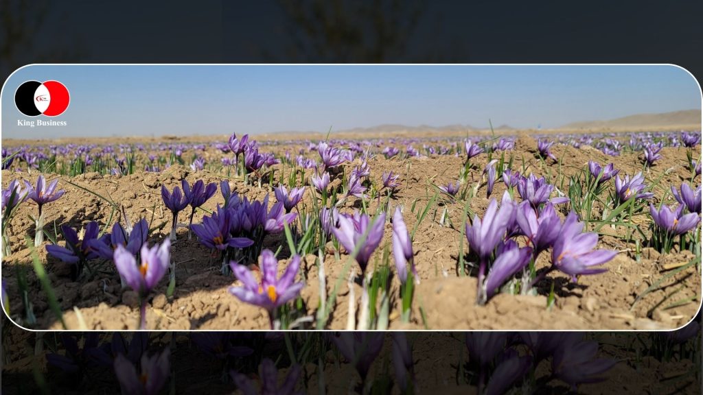 زعفران سرگل