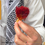 زعفران کنج یا دخترپیچ