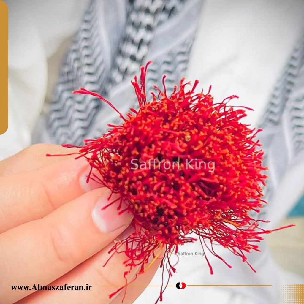 زعفران دسته یا دخترپیچ